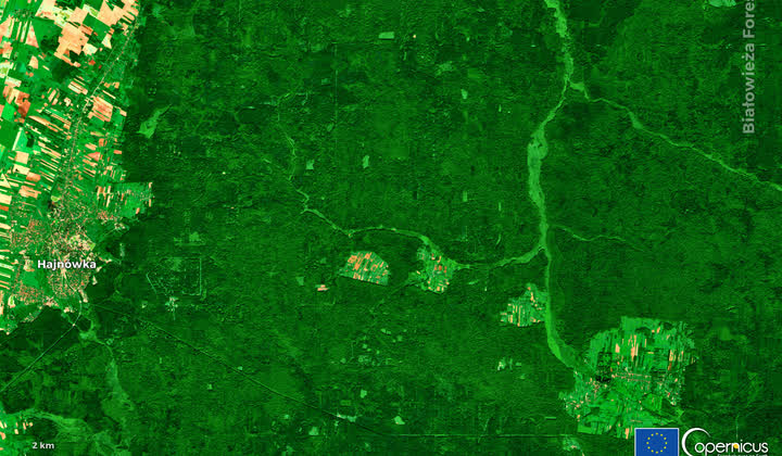 Copernicus Sentinel-2 false-colour image of the Białowieża Forest, Poland, the dark forest block standing out against farmland