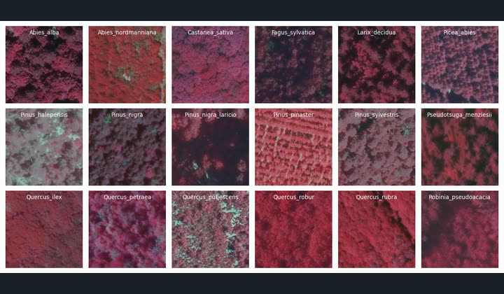Grid of false-colour aerial patches, one per tree species, each labelled with its Latin name